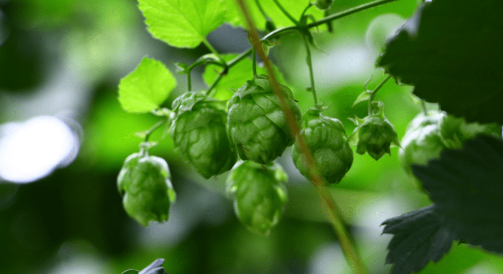 Hallertau Blanc Hop: Aromatic Flavors | Hop Head Farms, MI