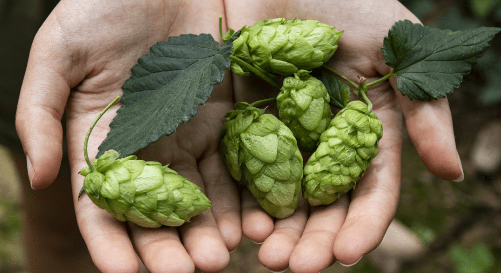 Hops on Hand