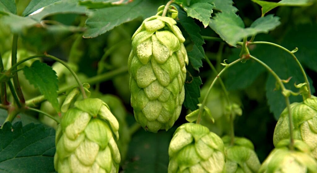 Close-up of green hop cones growing on a plant, surrounded by leaves.